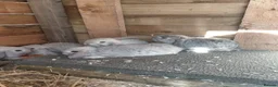 Mini Lop rabbits for sale: 6 mini lops for collection on 20th August 2026 - Advert 7