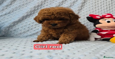Toy Poodle dogs - Advert 10