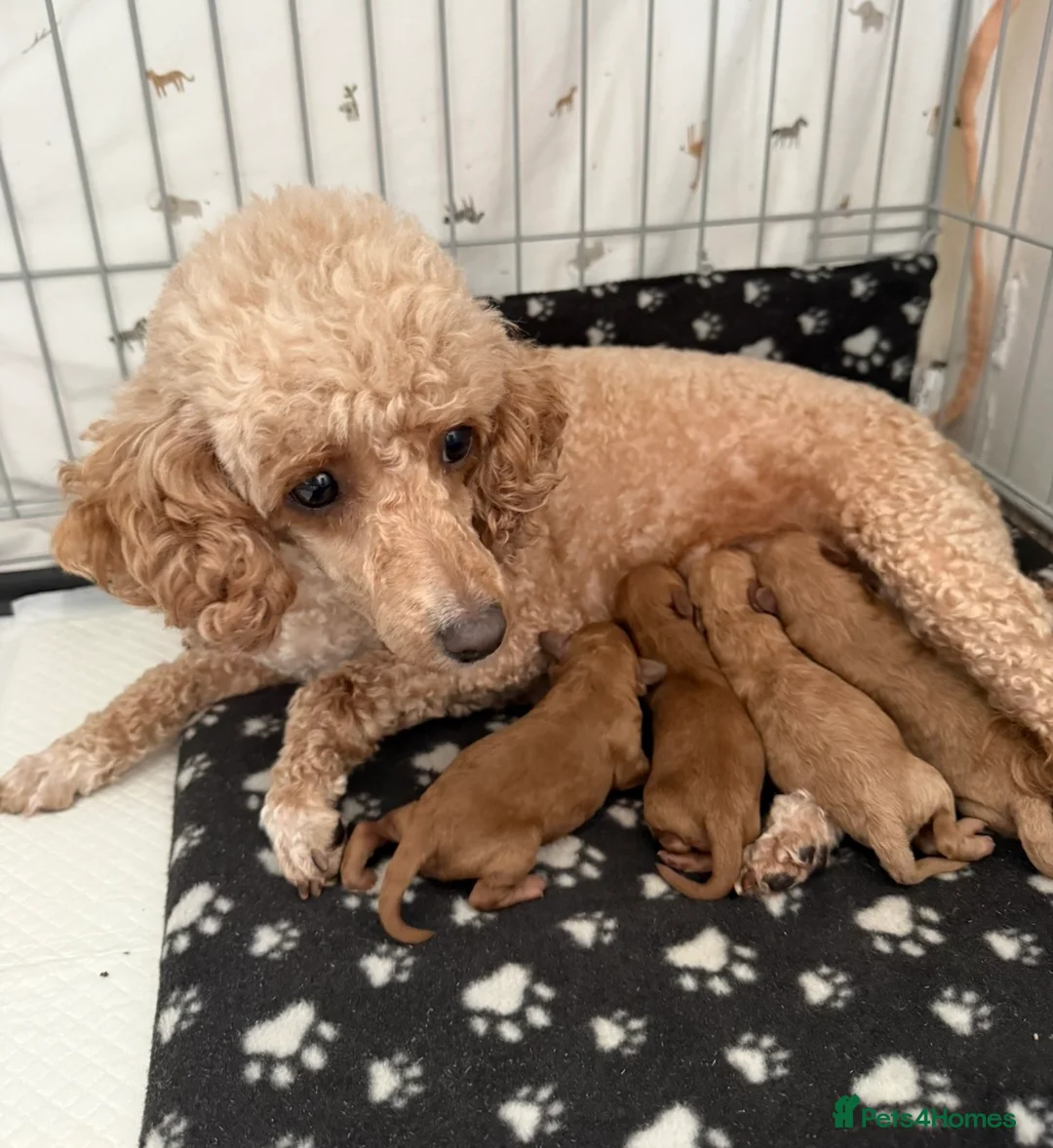 Miniature Poodle dogs for sale: Gorgeous miniature poodle puppies ✨ in Chichester - Advert 1