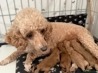 Miniature Poodle dogs Gorgeous miniature poodle puppies ✨ - Advert 1