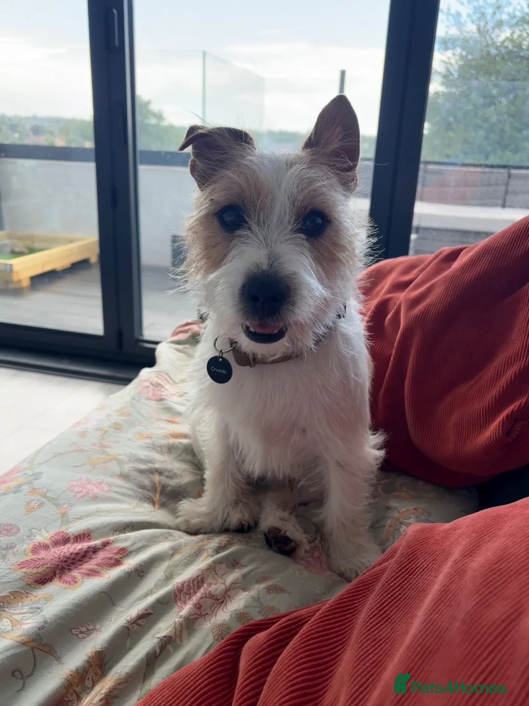 Jack Russell dogs for sale: Benji in Maidstone - Advert 2