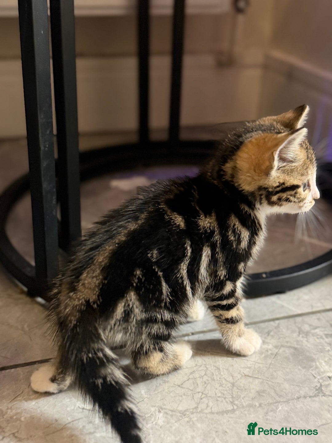 Bengal cats for sale: Adorable kittens for loving homes - Advert 16