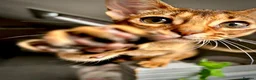 Abyssinian cats for sale: Champion line  - Advert 16