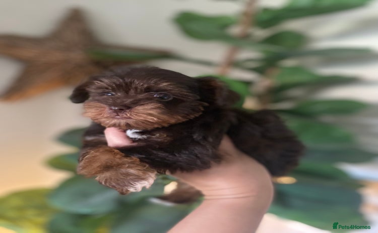 Miniature Schnauzer dogs - Advert 9