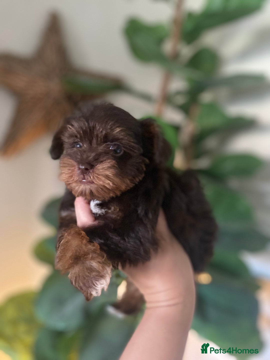 Miniature Schnauzer dogs for sale: KC BVA H/T Chocolate Parti Mini Schnauzer  - Image 4