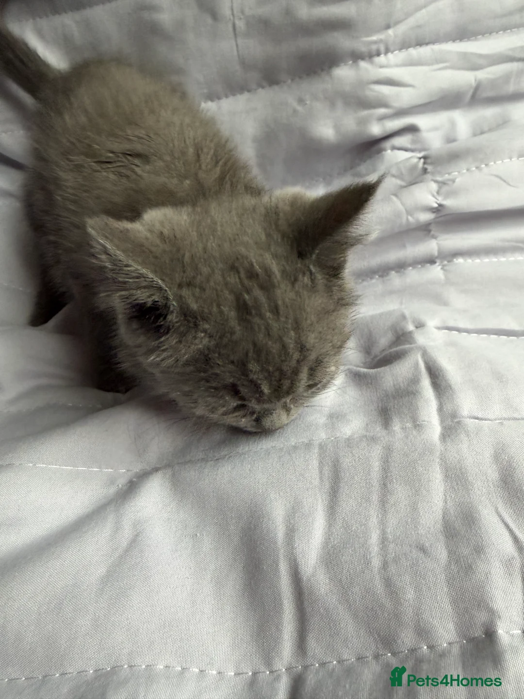 British Shorthair cats for sale: Pedigree BSH British cat kittens  - Advert 8