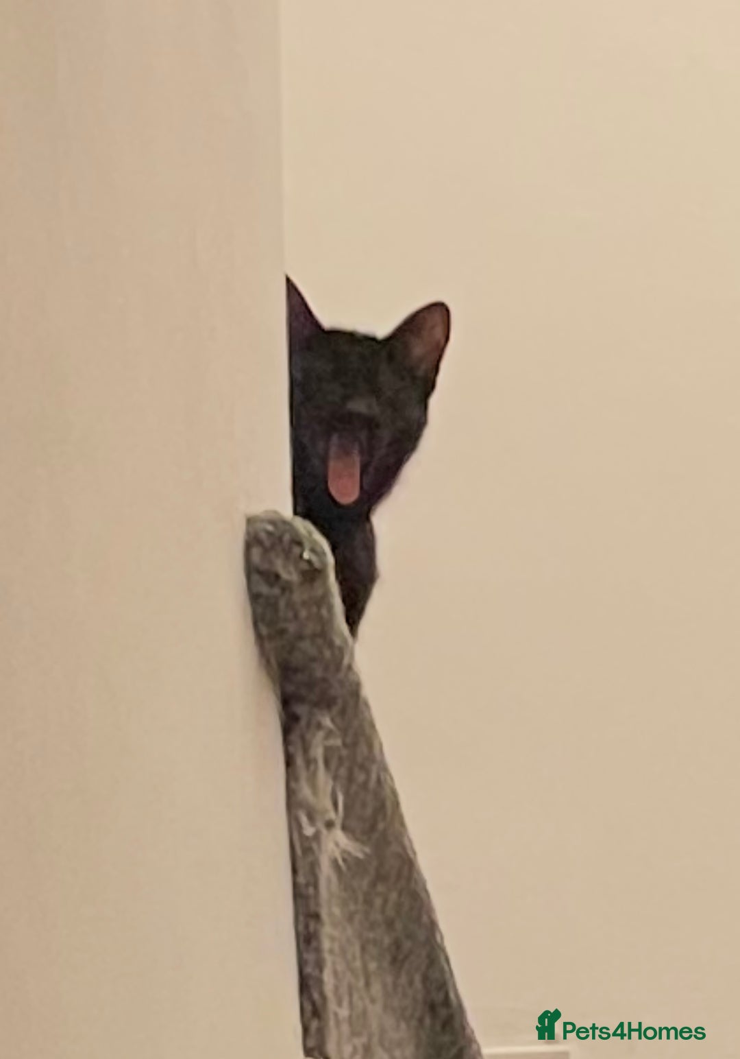 Mixed Breed cats for sale: *Free££* Beautiful brothers looking loving home - Advert 20