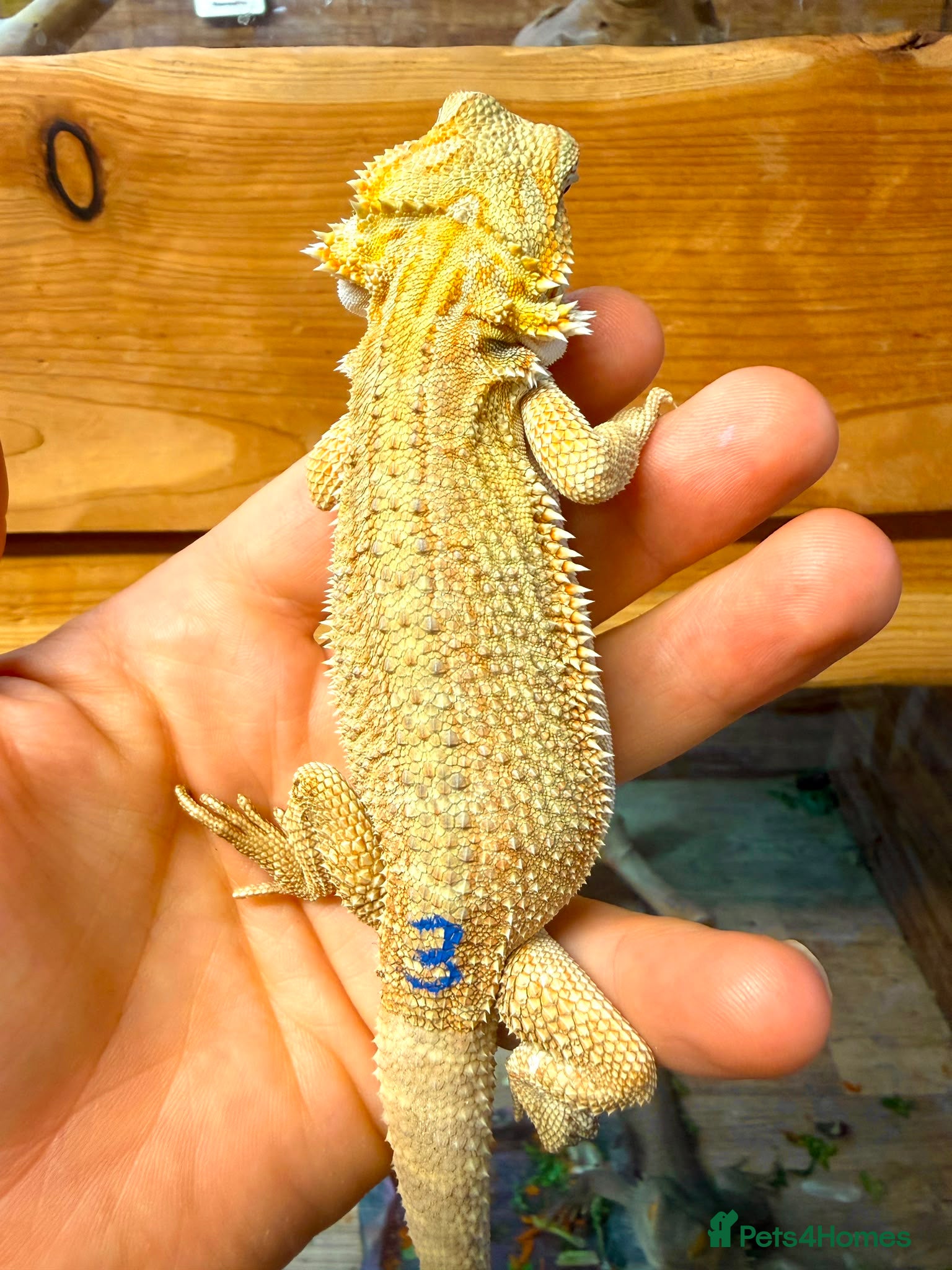 Bearded Dragon reptiles Super Citrus YELLOW US Bloodline - Advert 2
