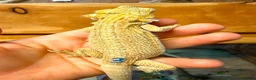 Bearded Dragon reptiles for sale: Super Citrus YELLOW US Bloodline - Advert 2