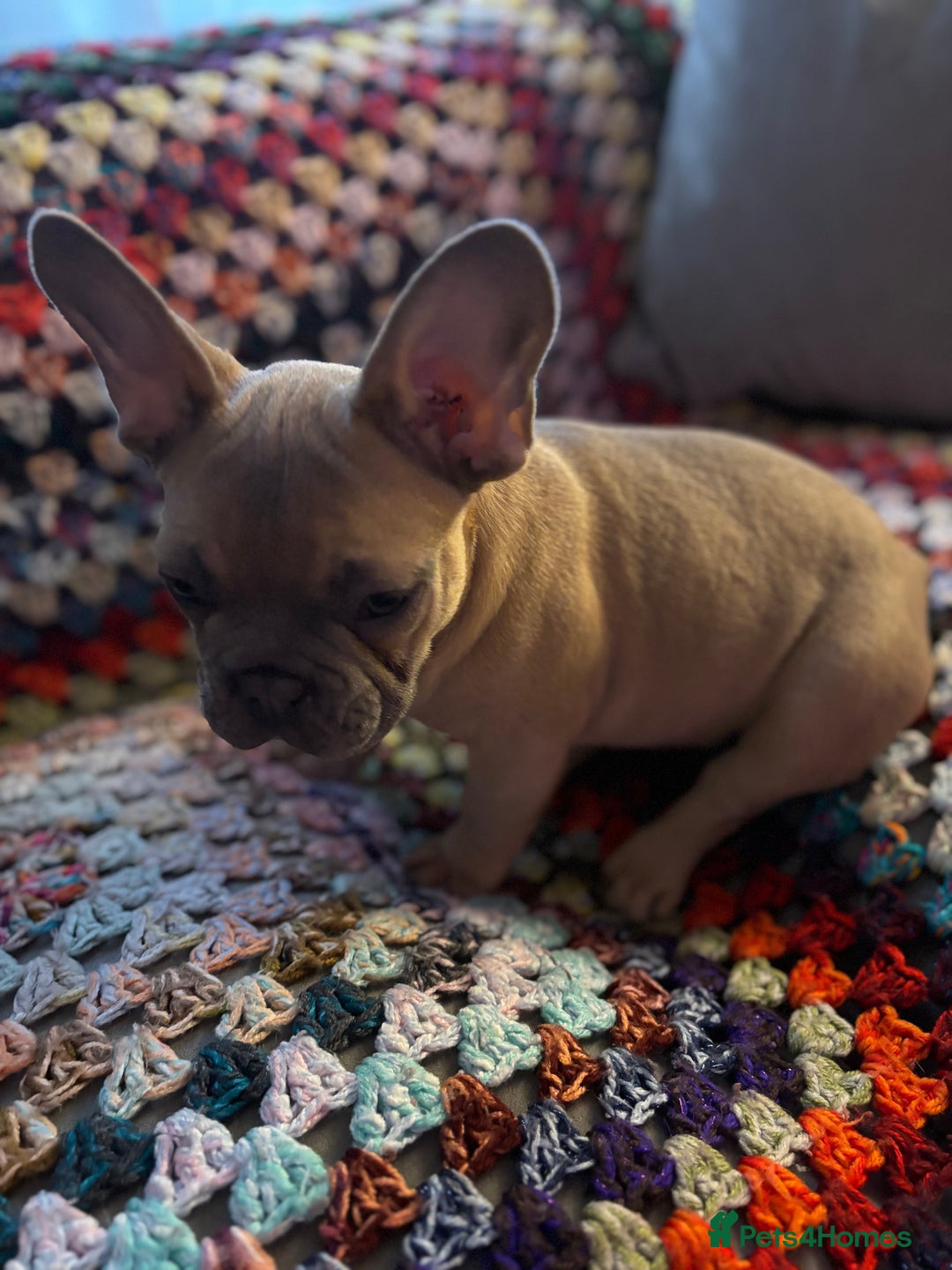 French Bulldog dogs for sale: Beautiful Frenchie Puppy Looking For Loving Home - Advert 9