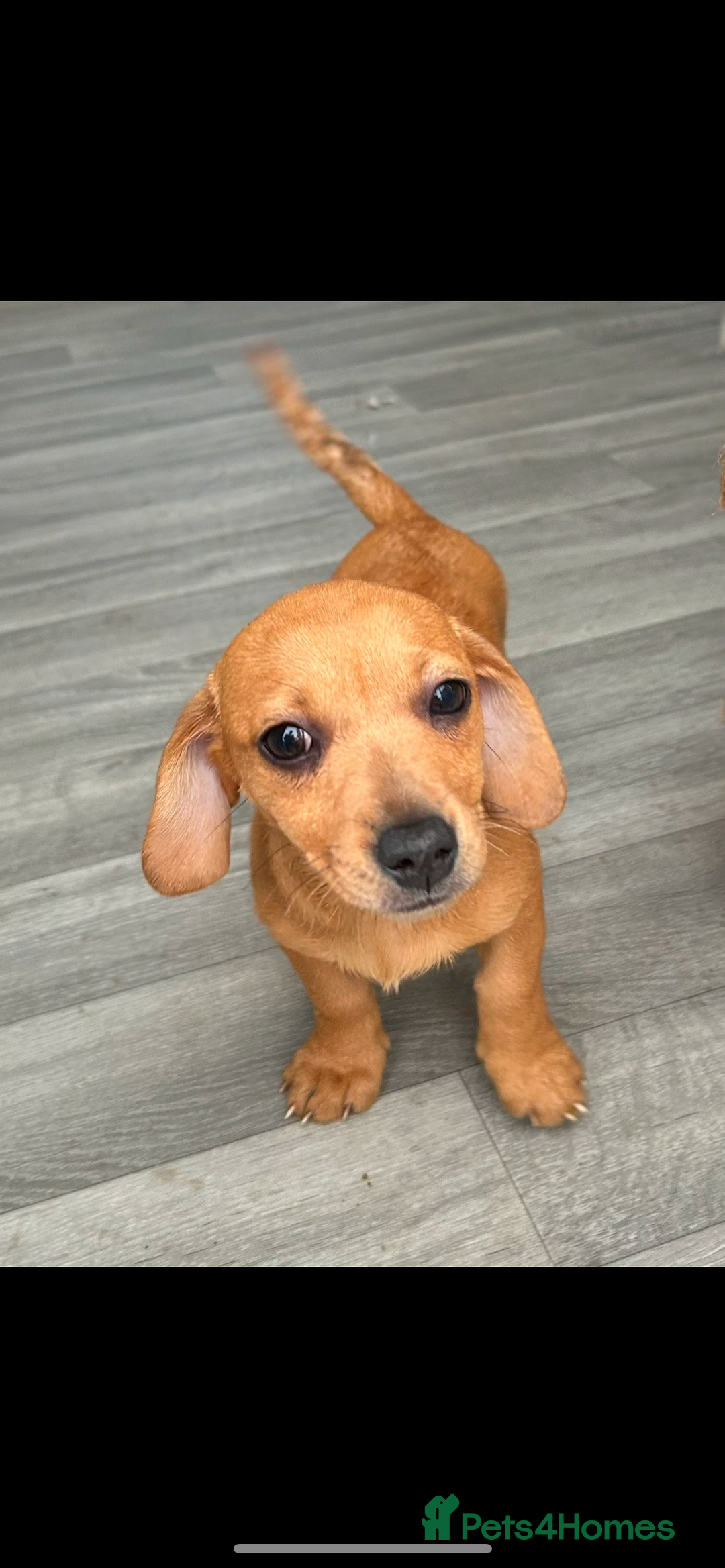 Mixed Breed dogs for sale: Jack Russell puppies ready to leave  - Advert 13