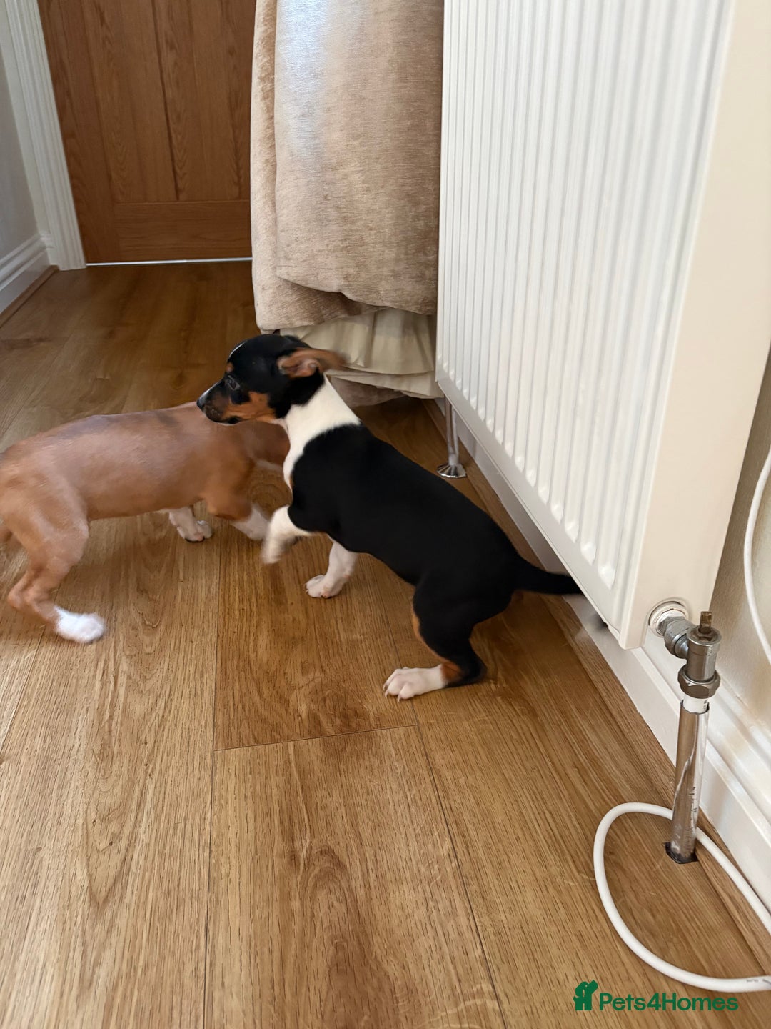 Jack Russell dogs for sale: Jack Russel puppies  - Advert 3