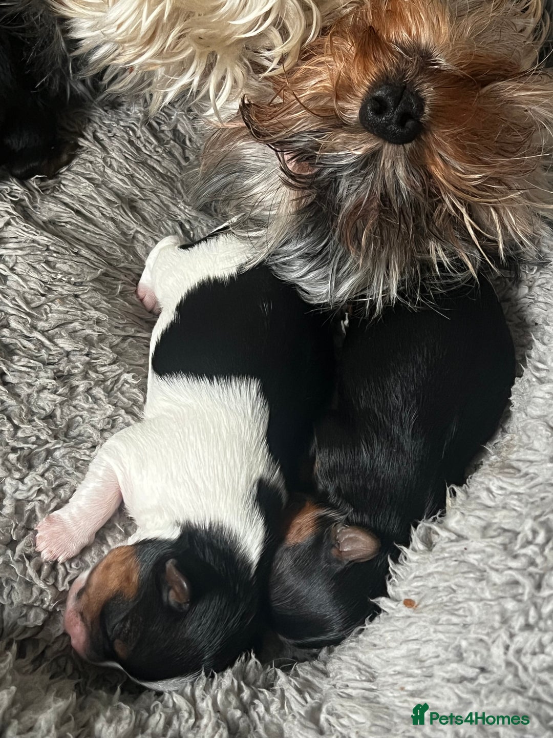 Yorkshire Terrier dogs for sale: Mini Yorkie looking for a new home  - Advert 14