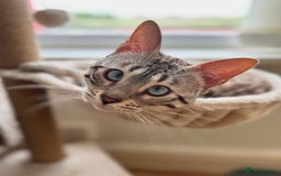 Bengal cats for sale: Ozzie - 1y Snow Bengal needs a single cat home - Image 1