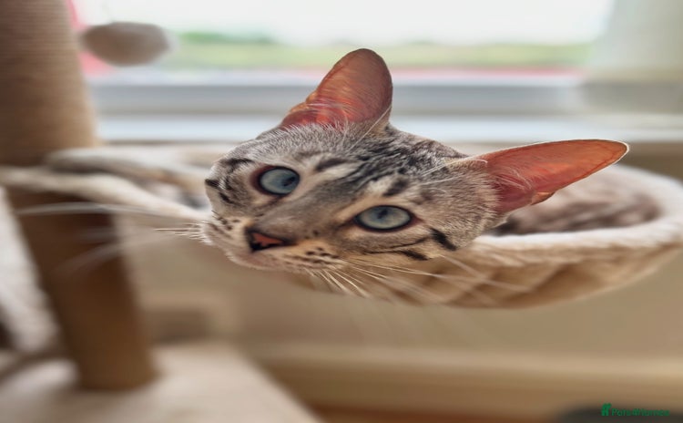 Bengal cats - Advert 1