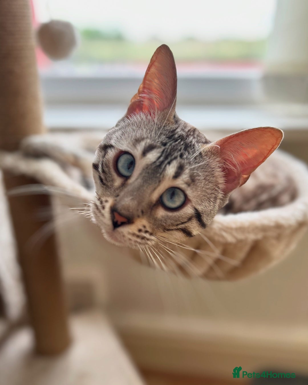 Bengal cats for sale: Ozzie - 1y Snow Bengal needs a single cat home - Image 1