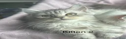 Persian cats for sale: 2 BOYS LEFT  - Advert 6