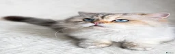 British Longhair cats for sale: TICA British Longhair Golden Girls – Ready Now - Advert 15