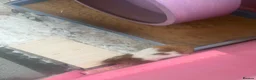 Hamster rodents for sale: Syrian hamster free to a good home  - Advert 3
