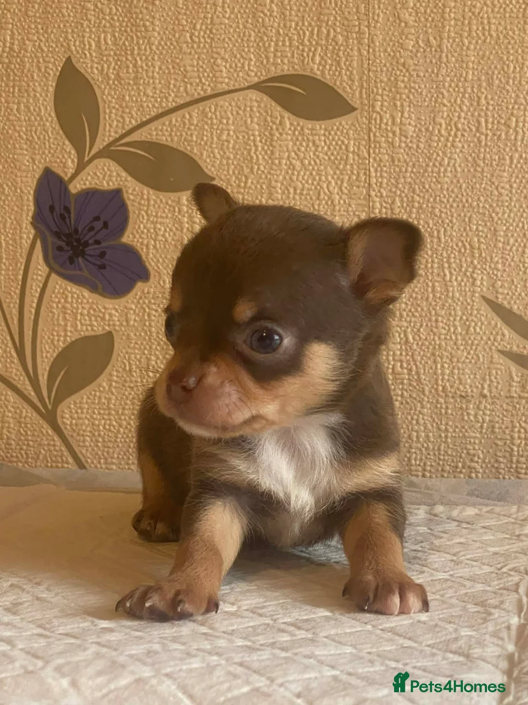 Chihuahua dogs for sale: chihuahua puppis for sale  - Advert 16