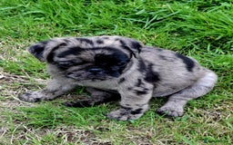 Pug dogs for sale: Pug puppies-Merle, panda and koi - Image 33