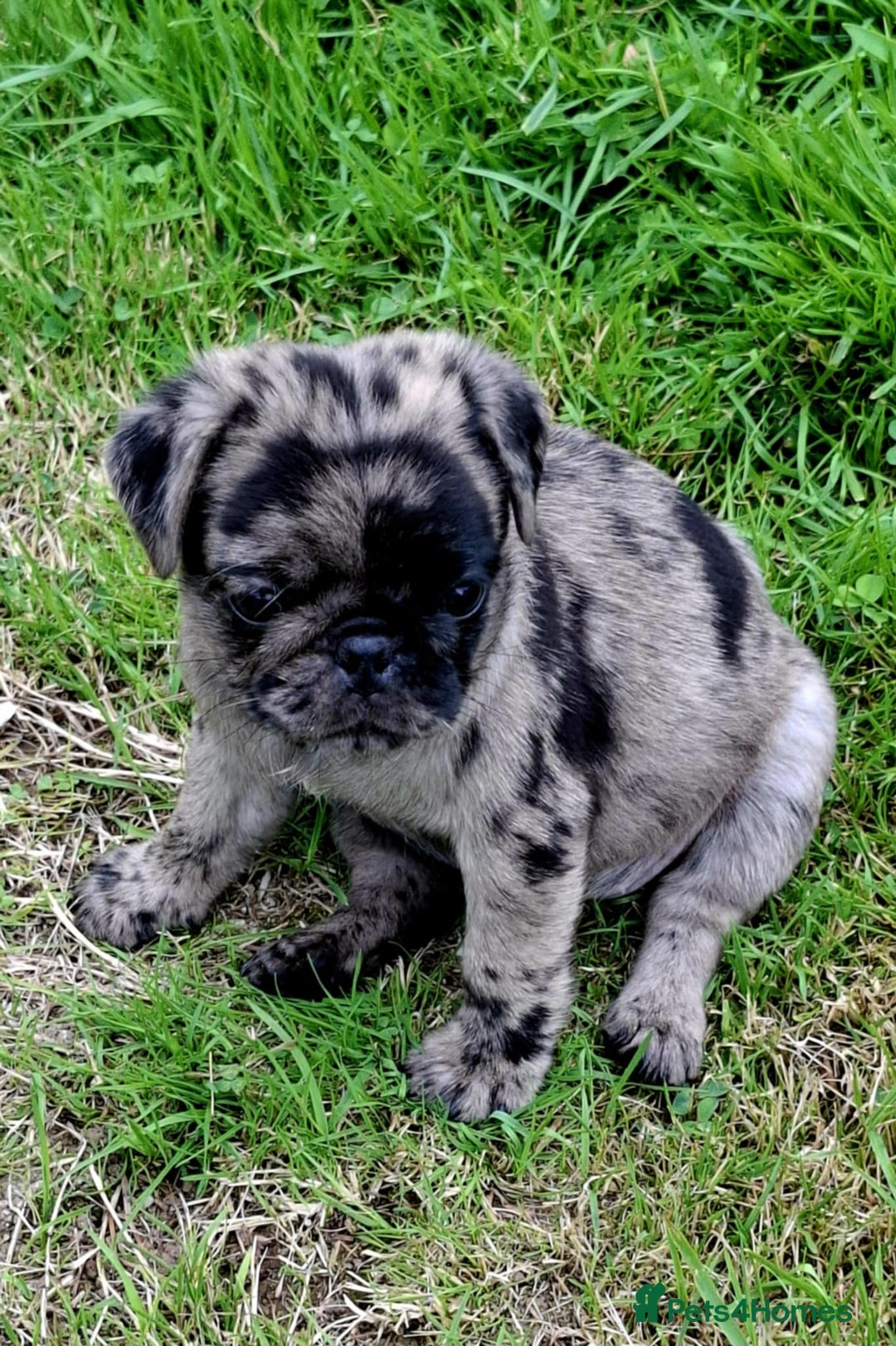 Pug dogs for sale: Pug puppies-Merle, panda and koi - Image 33