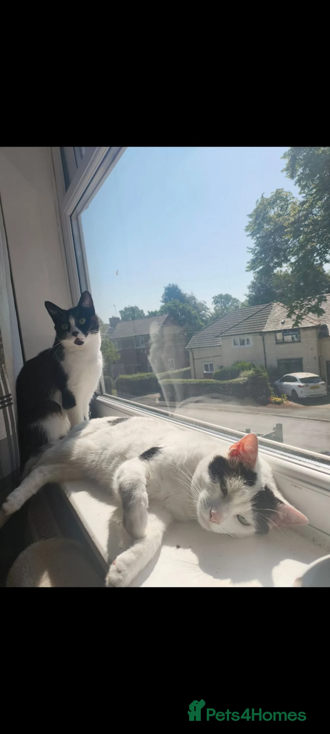 British Shorthair cats for sale: Mittsy and Murphy, perfect pair for rehoming  - Advert 1