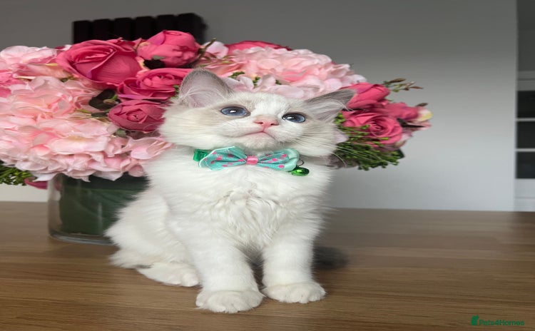 Ragdoll cats - Advert 4