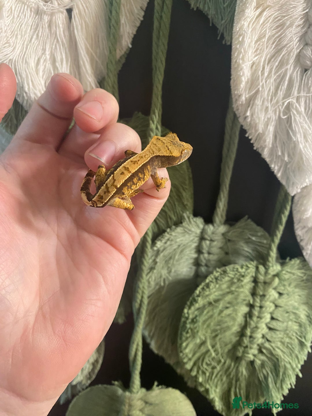 Gecko reptiles for sale: Crested Gecko babies - Image 6