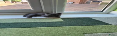 British Shorthair 1