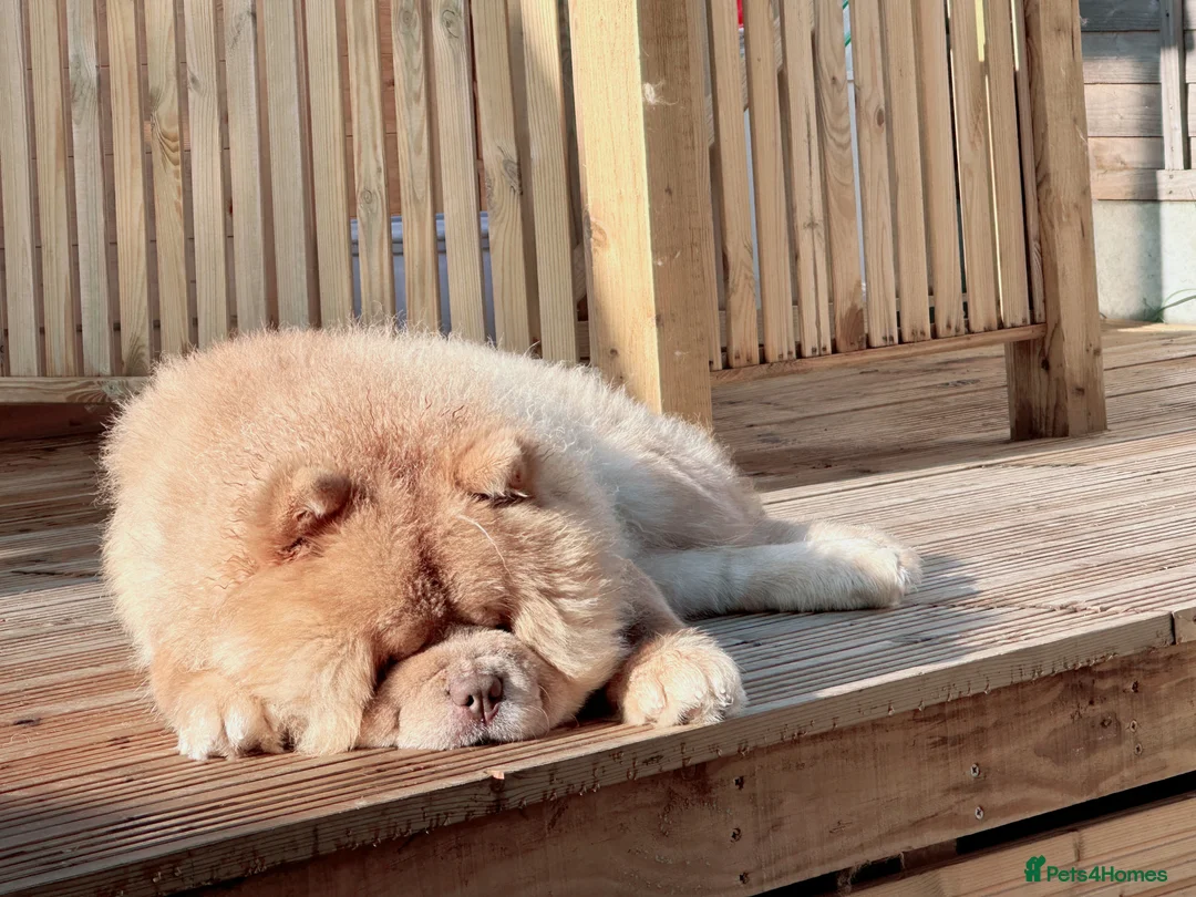 Chow Chow dogs for sale: REDUCED REAL TEDDY BEAR CHOW - Advert 3