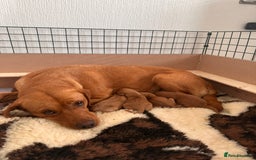 Labrador Retriever dogs for sale: Fox red Labrador puppies for sale - Image 13