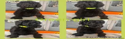 Labradoodle dogs for sale: Ready now rare silver f1bb standard labradoodles  - Advert 13