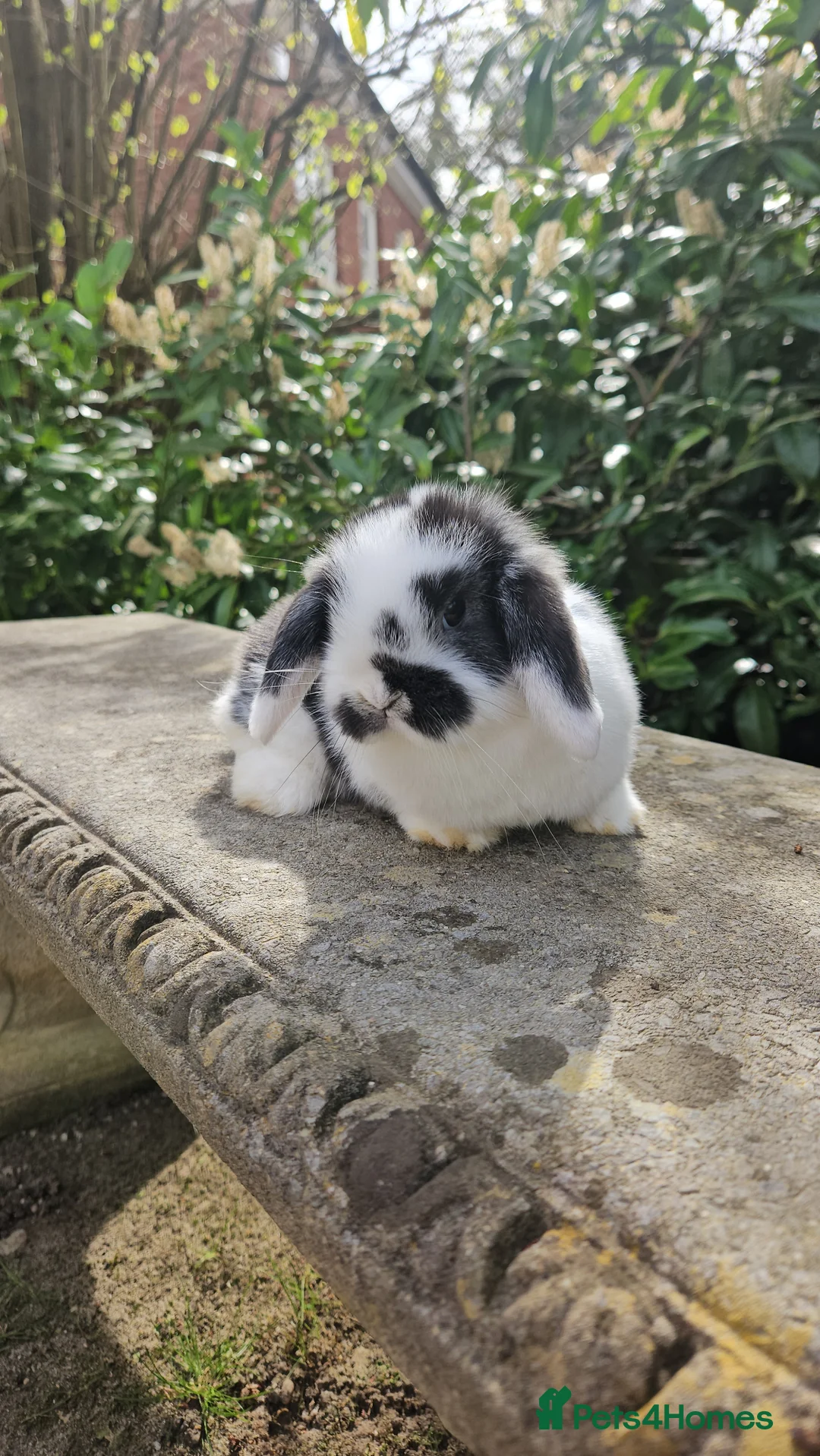 Mini Lop rabbits for sale: Gorgeous black & white female mini lop - Advert 2