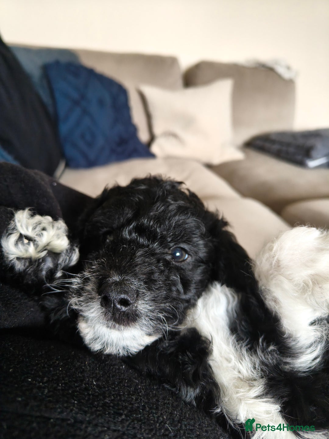 Cockapoo dogs for sale: F1b Cockapoo Puppies Last 3 Available – Ready Now. - Advert 38