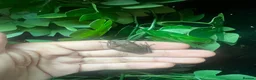 Frog reptiles for sale: Various dart frogs and tree frogs  - Advert 9
