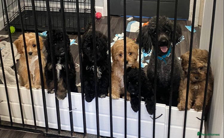 Cavapoo dogs - Advert 16