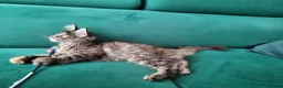Maine Coon cats for sale: LAST TICA reg. female  - Advert 12