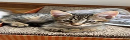 Maine Coon cats for sale: *Ready Now* Maine Coon X - Advert 6
