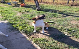 Mixed Breed dogs for adoption: BENNY - a faithful dog for a Loving Home - Image 29