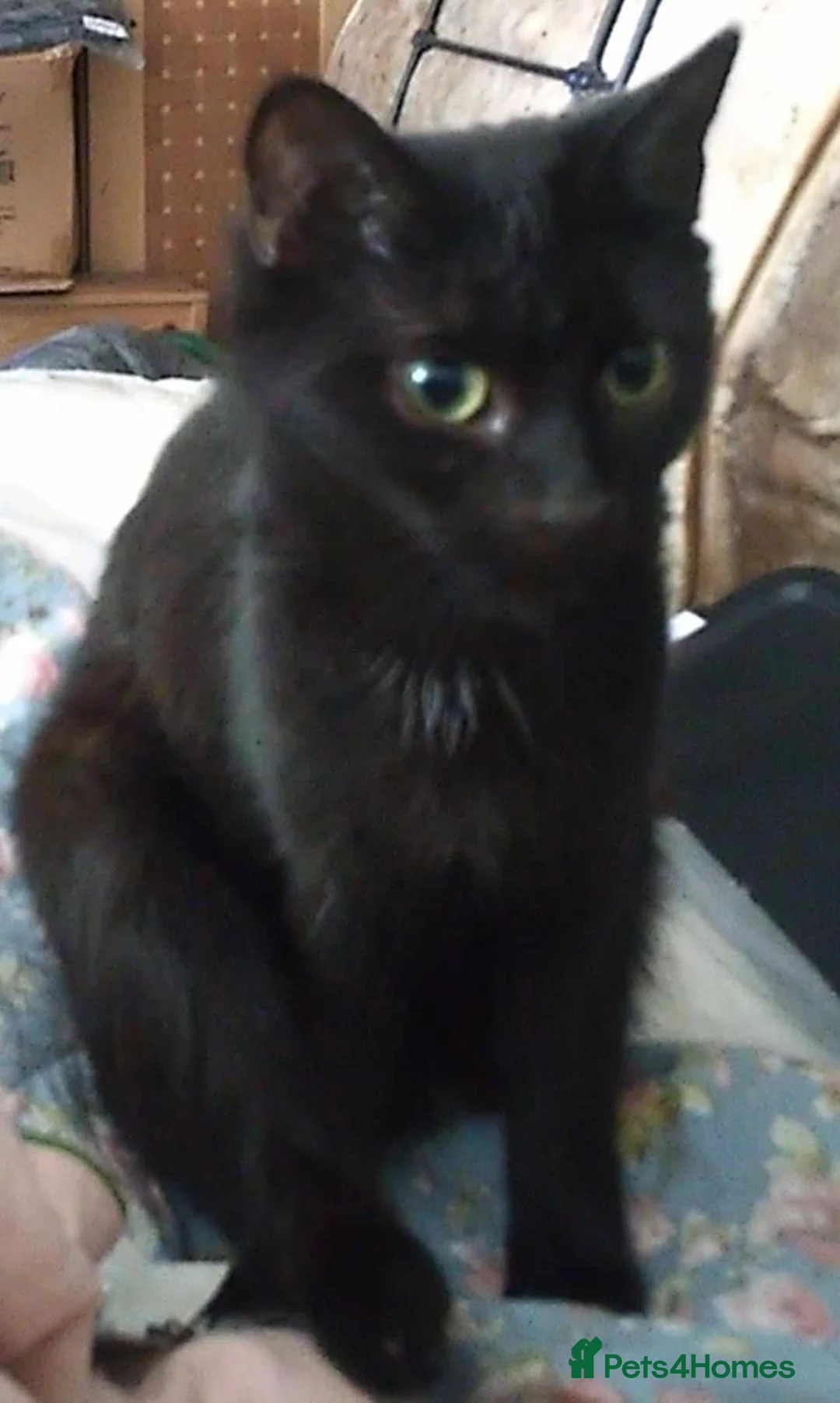 Mixed Breed cats for sale: Mixed breed cats - Advert 1