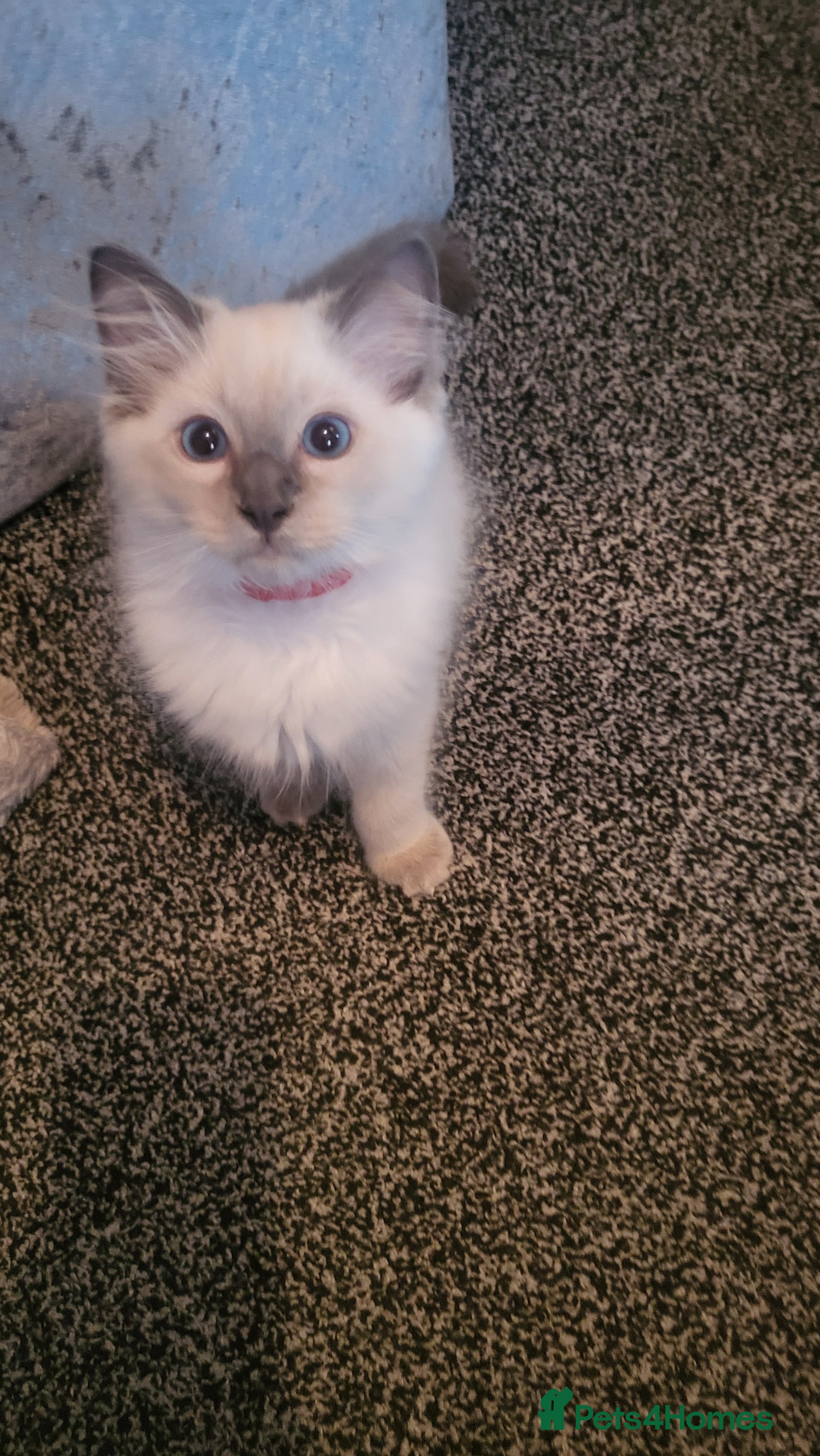 Ragdoll cats Adorable playful kittens for sale - Advert 2