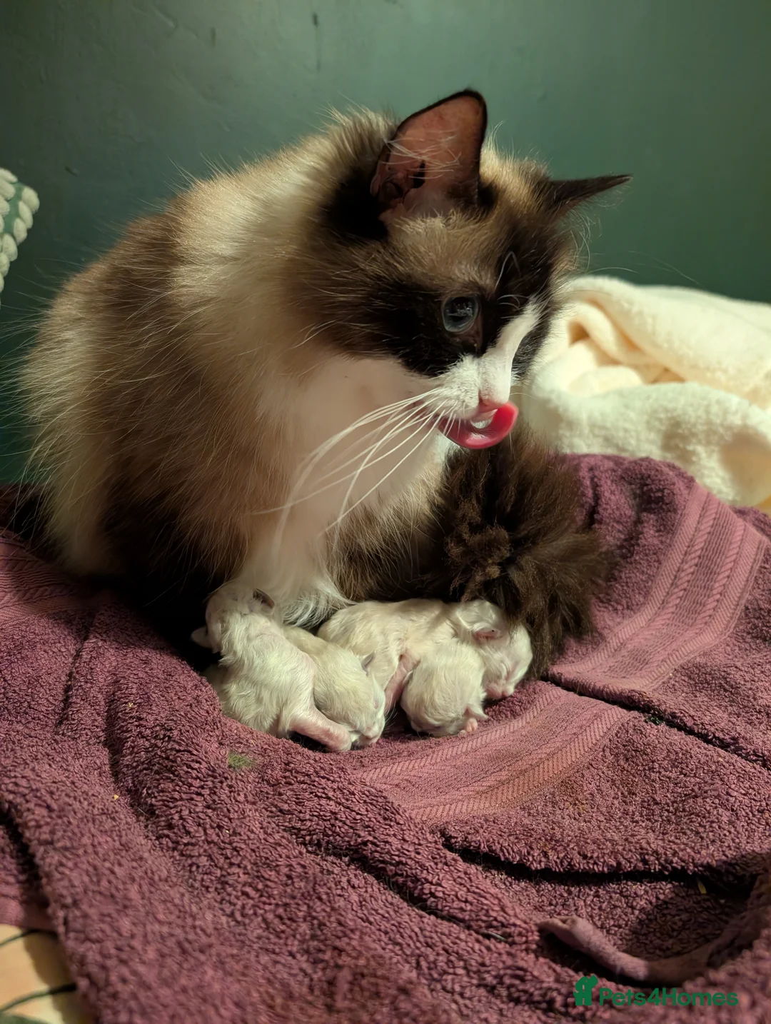 Ragdoll cats for sale: 2 year old ragdoll female  - Advert 4