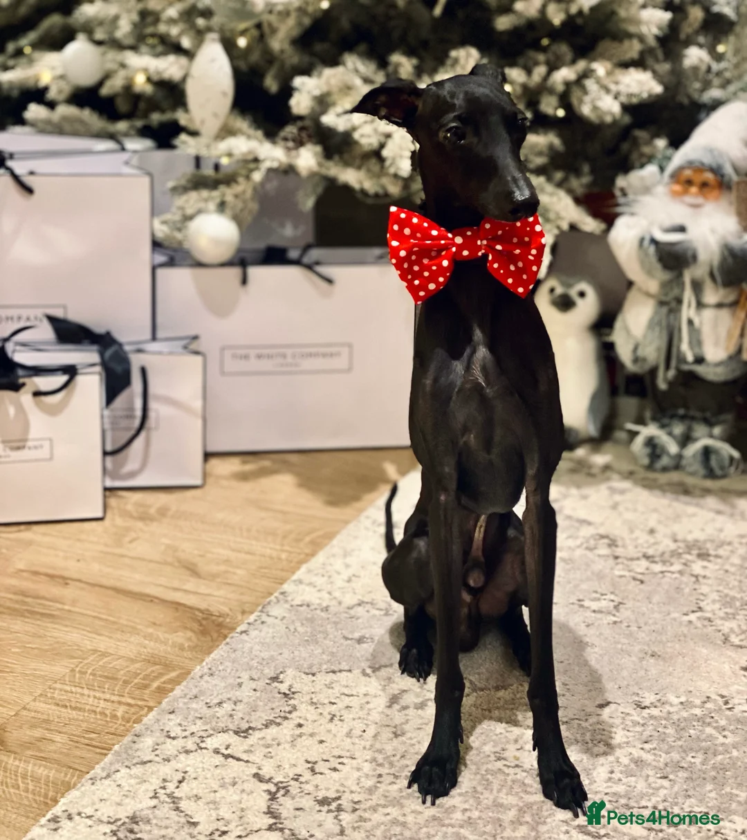 Italian Greyhound dogs for stud: Stunning Italian Greyhound Stud  in Weybridge - Advert 3