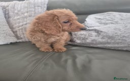 Cockapoo dogs for sale: Last f1B girl ready now - fully vac - Image 4