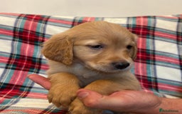 Golden Retriever dogs for sale: KC Registered Golden Retrievers  - Image 21