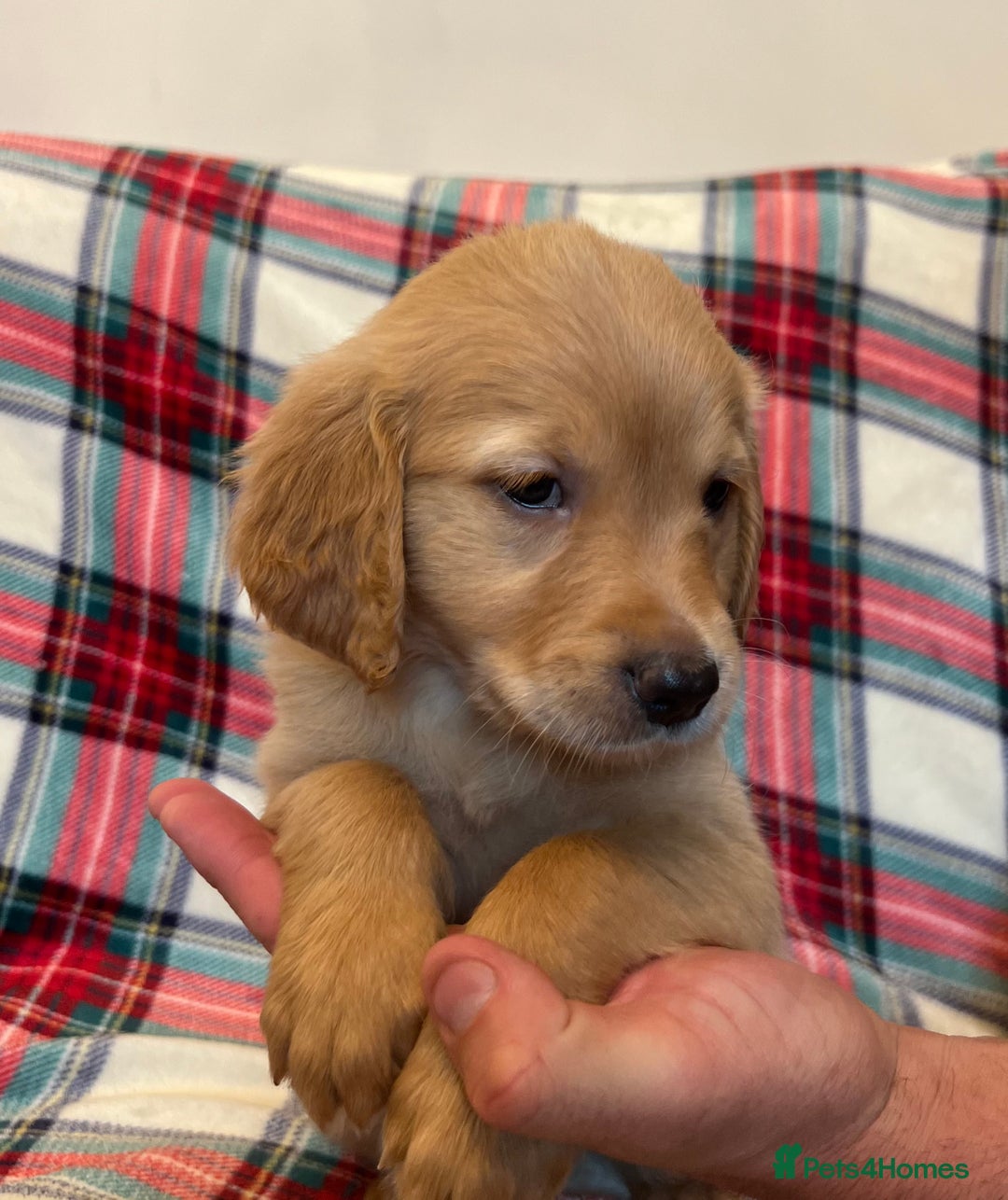 Golden Retriever dogs for sale: KC Registered Golden Retrievers  - Image 21