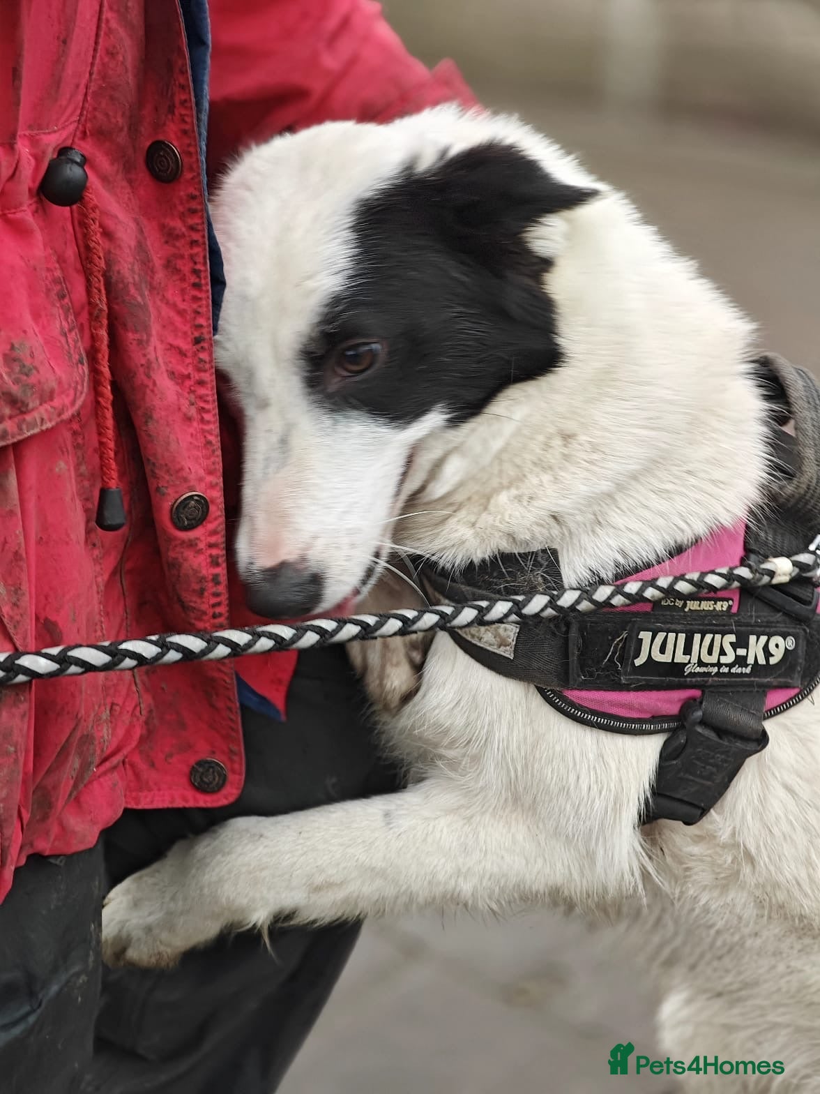 Mixed Breed dogs ❤️🐶 SUZY – SHE HUGS YOU LIKE SHE’S MISSED YOU - Advert 1