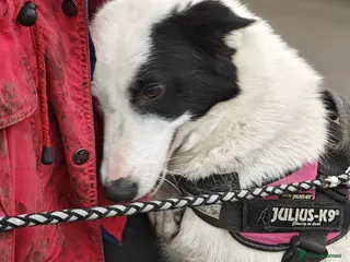 Mixed Breed dogs ❤️🐶 SUZY – SHE HUGS YOU LIKE SHE’S MISSED YOU - Advert 7