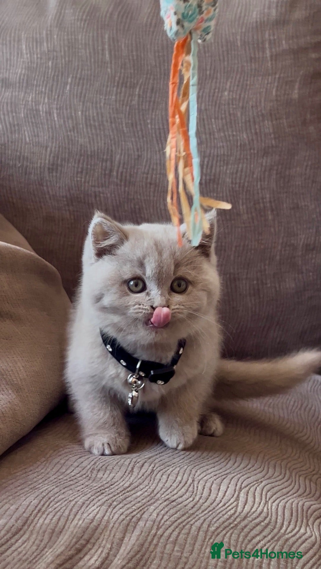 British Shorthair cats LILAC Male BSH Kitten (4 Months Old) - Advert 2